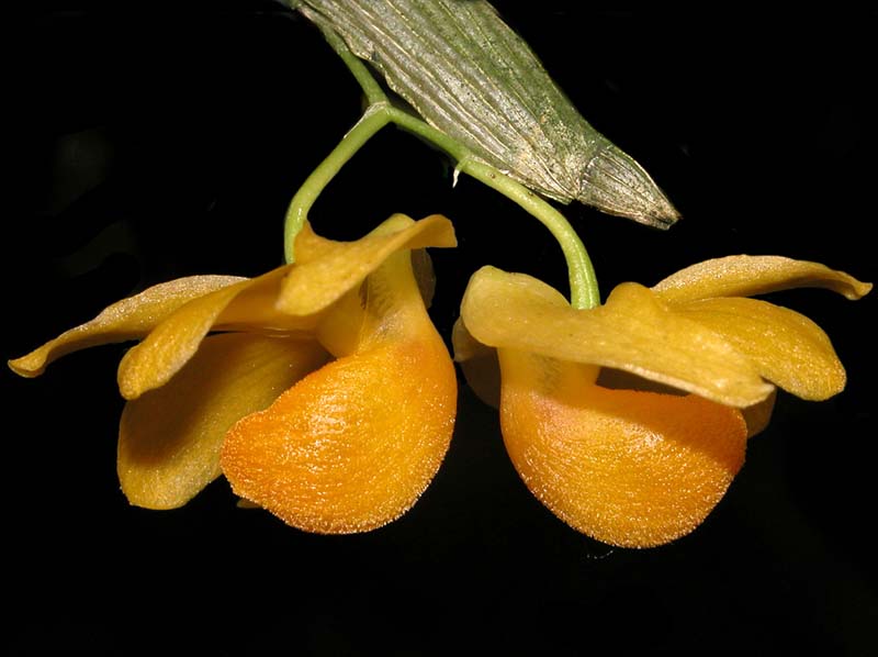 dendrobium_chrysocrepis2_ws_cd