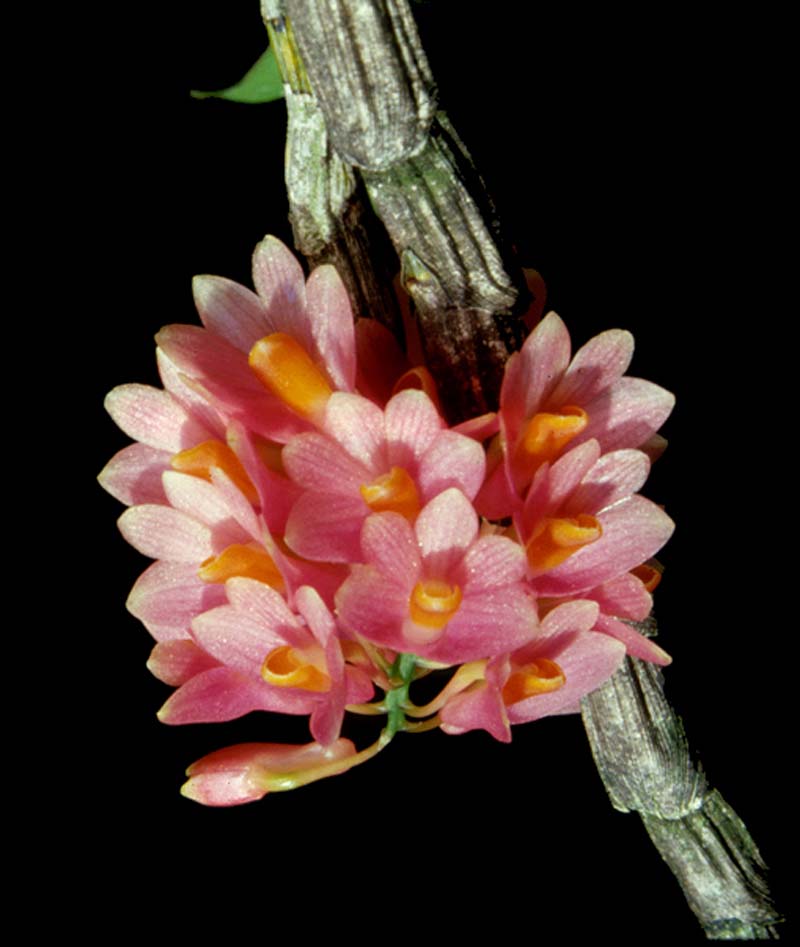 dendrobium_chrysoglossum_cd