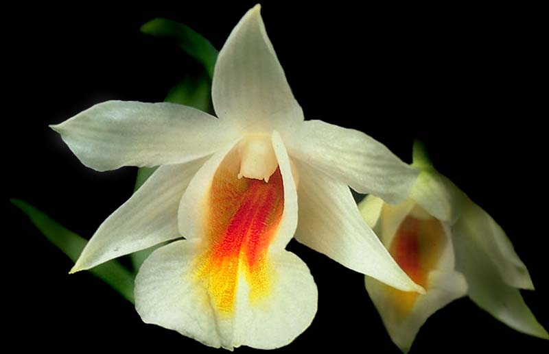 dendrobium_chrystianum_cd