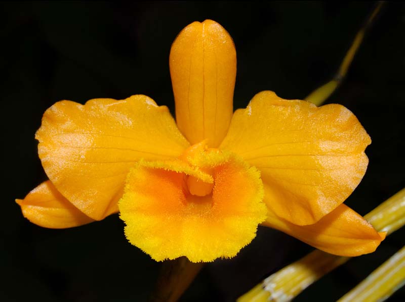 dendrobium_clavatum_ws_cd