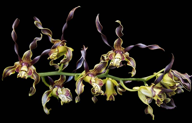 dendrobium_cochliodes_cd