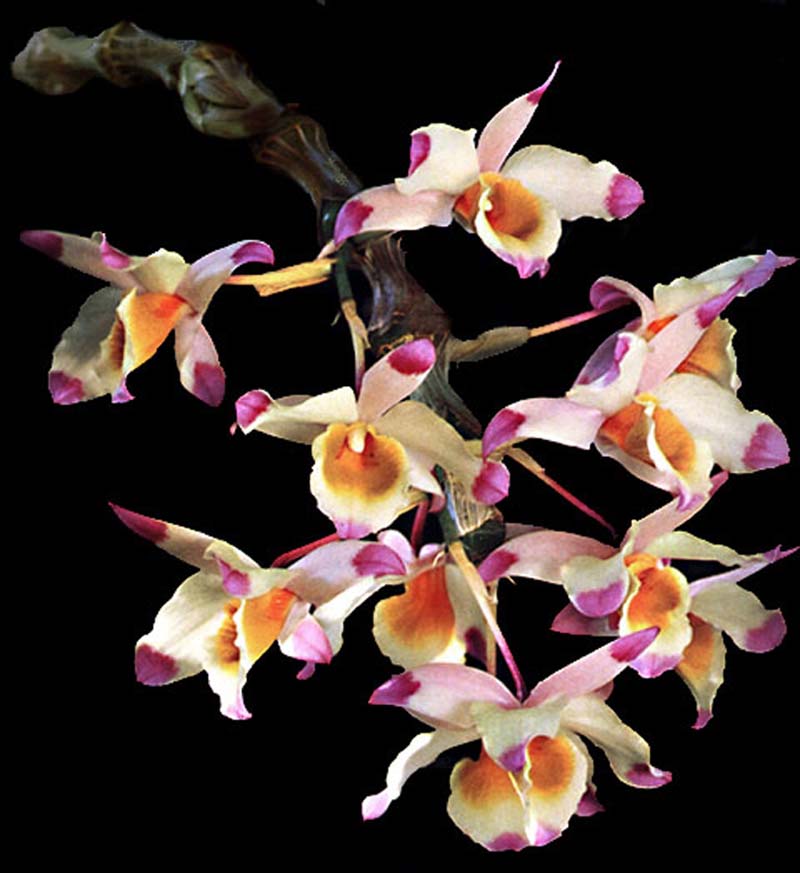 dendrobium_crassinode_cd