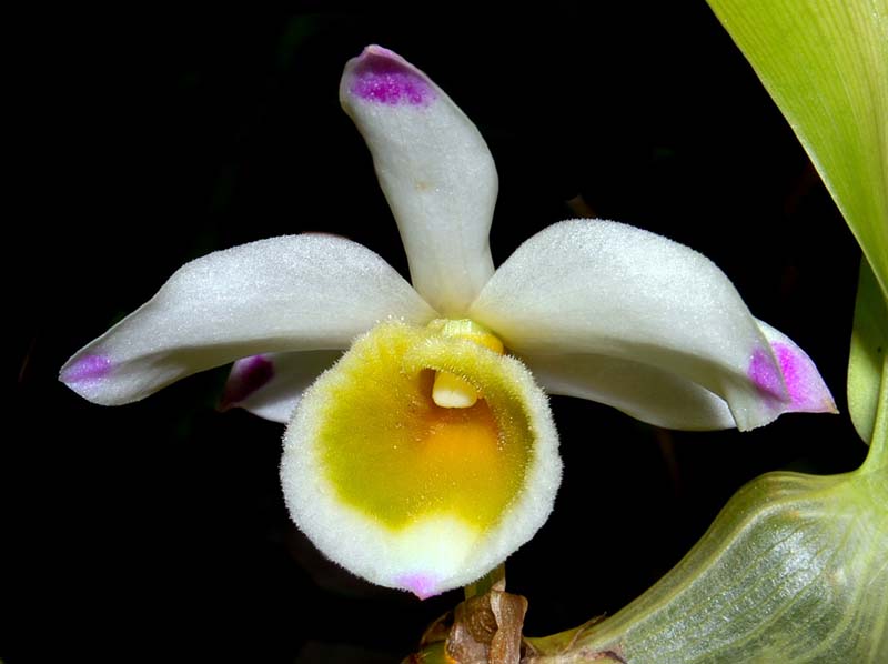 dendrobium_crassinode_ws_cd