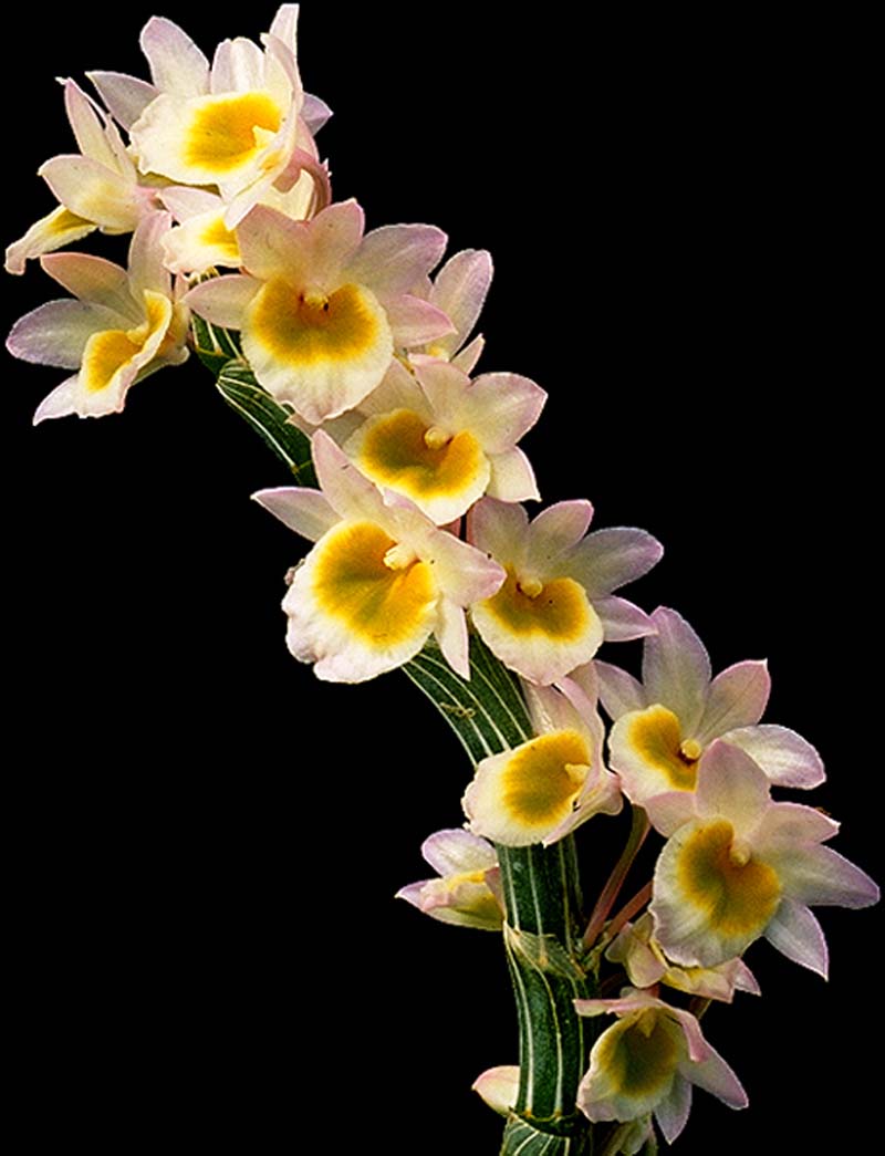 dendrobium_crepidatum_cd