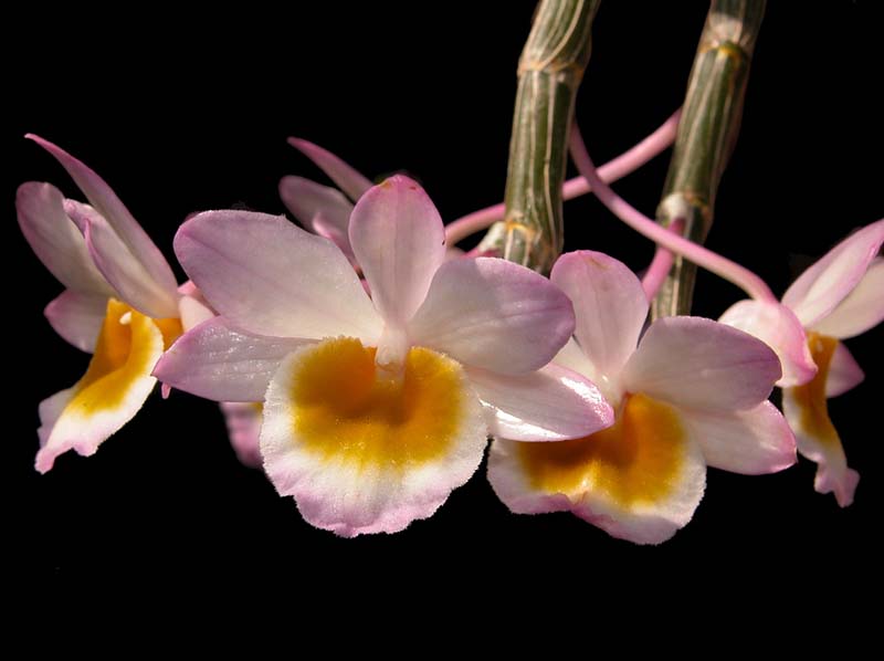 dendrobium_crepidatum_ws_cd