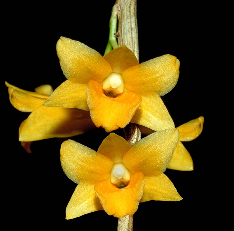 dendrobium_crocatum_cd