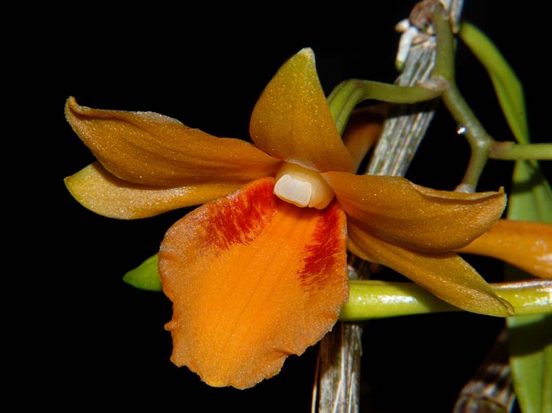 dendrobium_crocatum_ws_cd