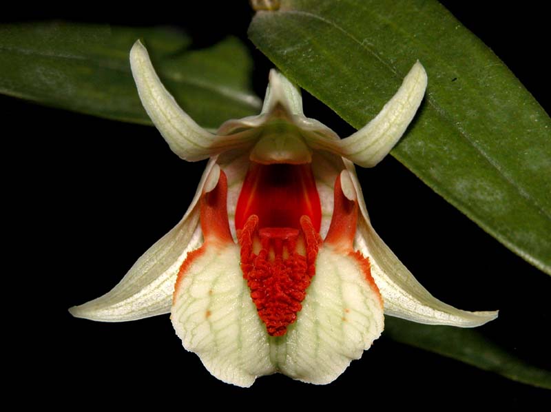 dendrobium_cruentum2_cd