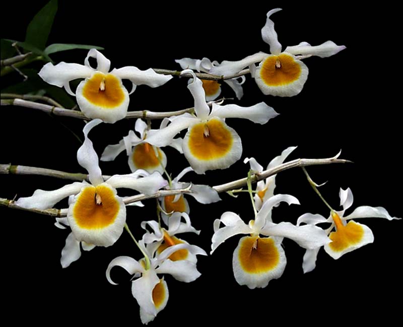 dendrobium_crystallinum_album_cd