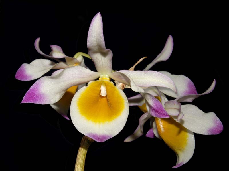 dendrobium_crystallinum_ws_cd