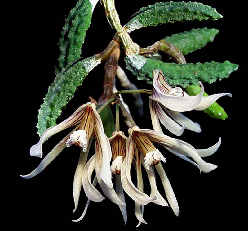 dendrobium_cucumerinum_cd