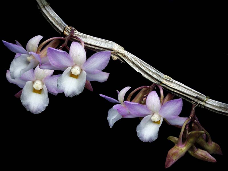 dendrobium_cumulatum2_cd