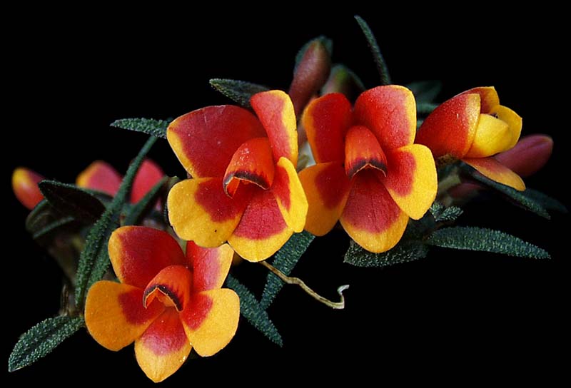 dendrobium_cuthbertsonii_bicolor2_cd