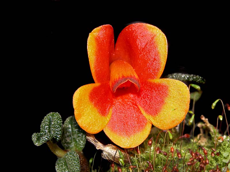 dendrobium_cuthbertsonii_bicolor3_cd