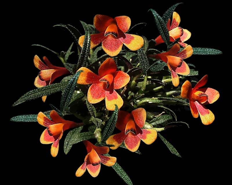 dendrobium_cuthbertsonii_bicolor_cd