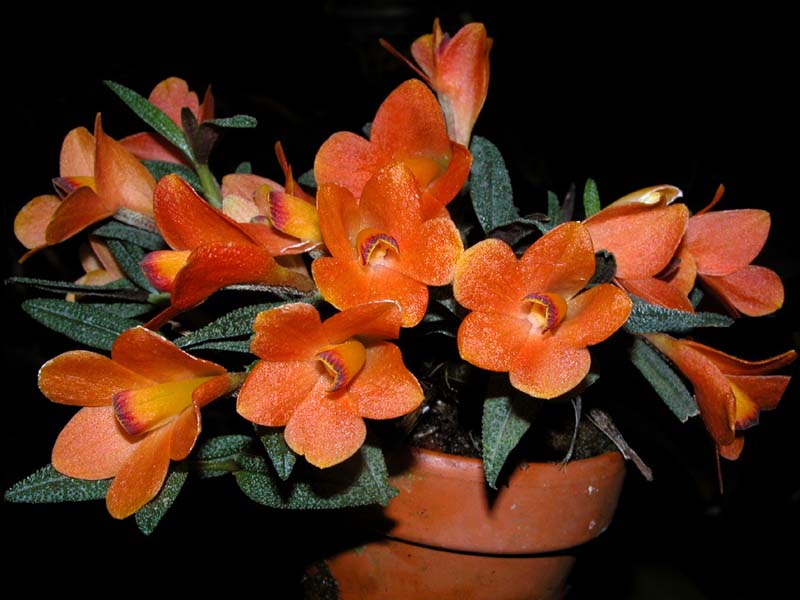 dendrobium_cuthbertsonii_orange_cd