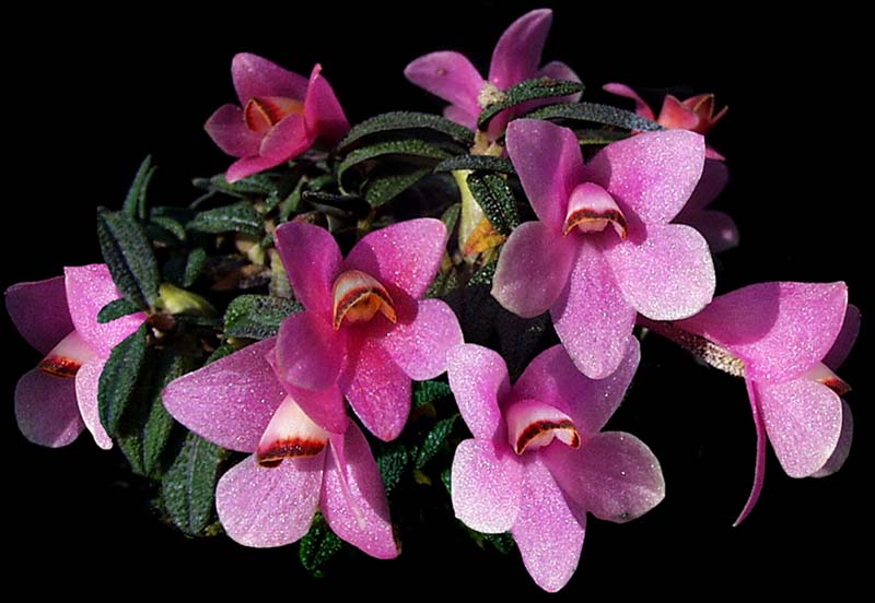 dendrobium_cuthbertsonii_pink_cd