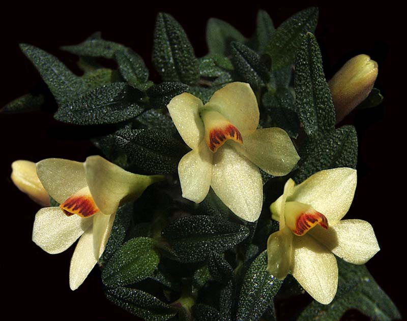 dendrobium_cuthbertsonii_yellow_cd