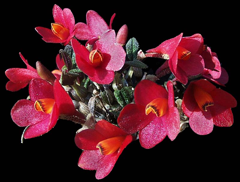 dendrobium_cuthbertsoniired2_cd