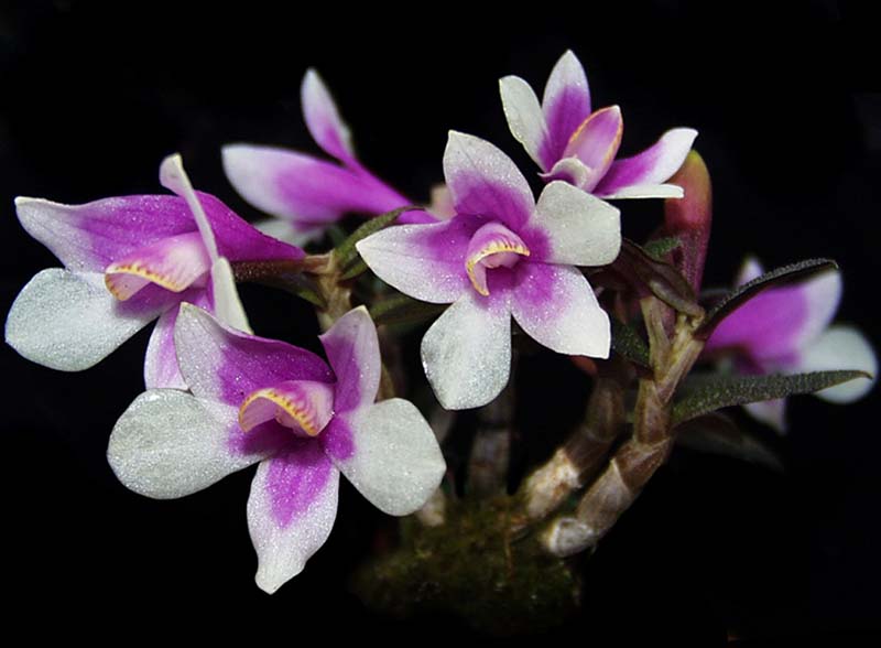 dendrobium_cuthbertsoniixgonzalesii_cd