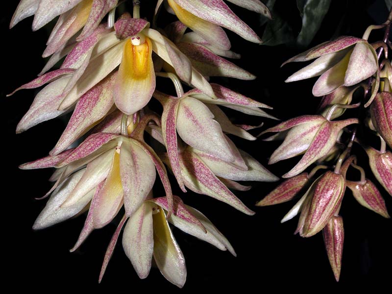 dendrobium_cymbiglossum_cd