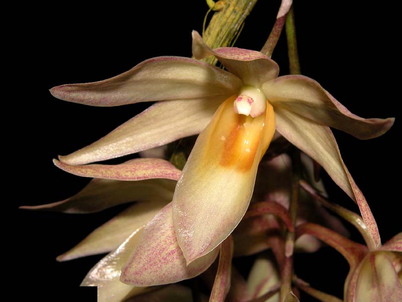 dendrobium_cymboglossum_cd