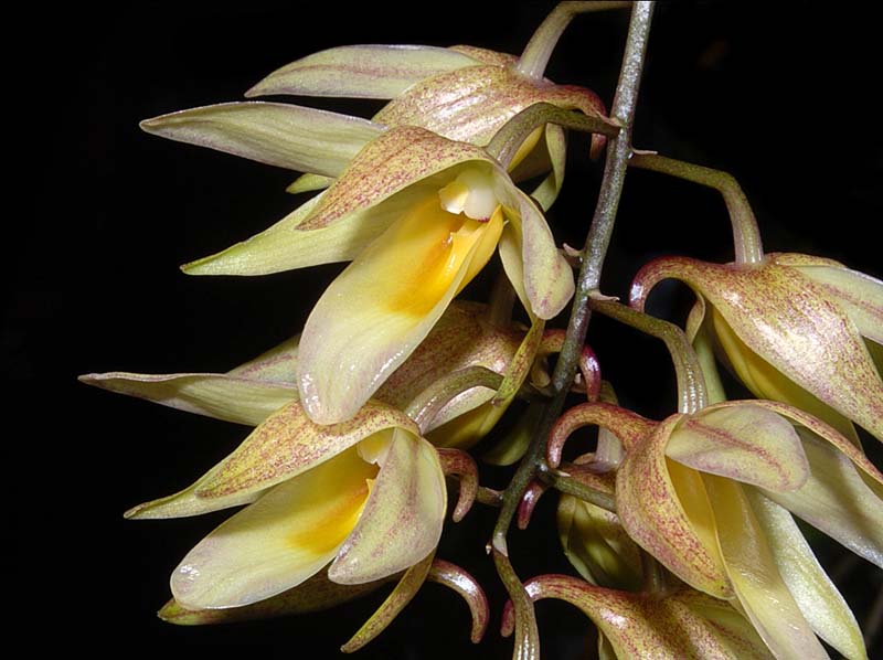 dendrobium_cymboglossum_ws_cd