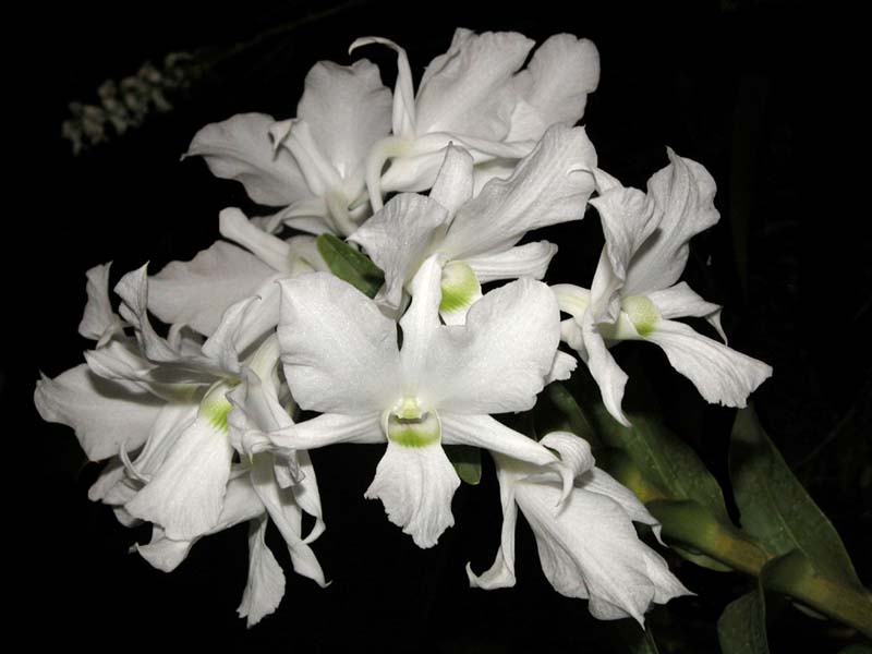 dendrobium_dearei2_cd