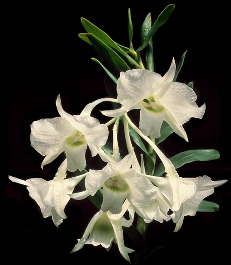 dendrobium_dearei_cd