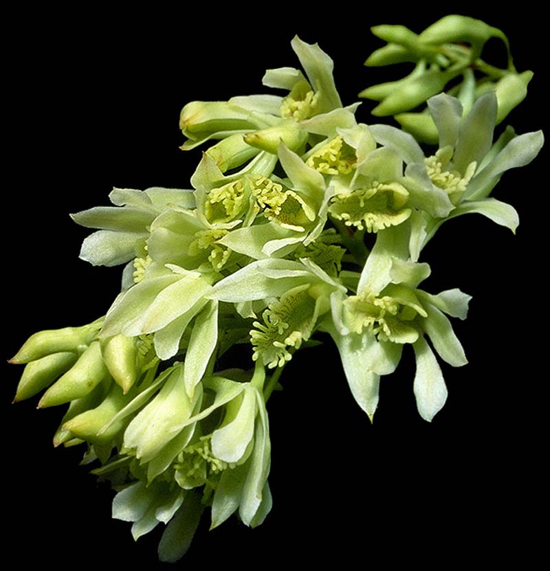 dendrobium_delacourii_album_cd