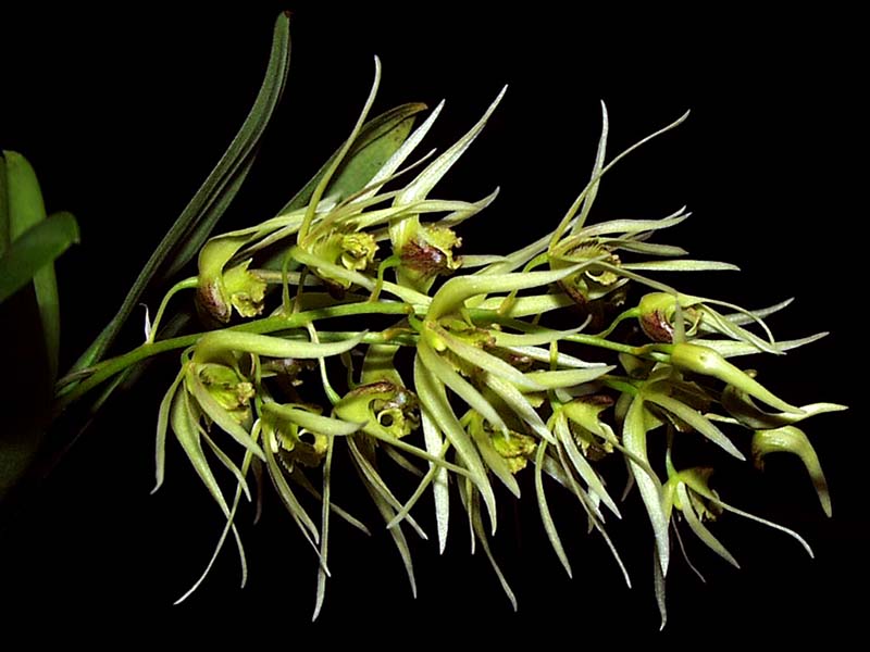 dendrobium_denudans_cd