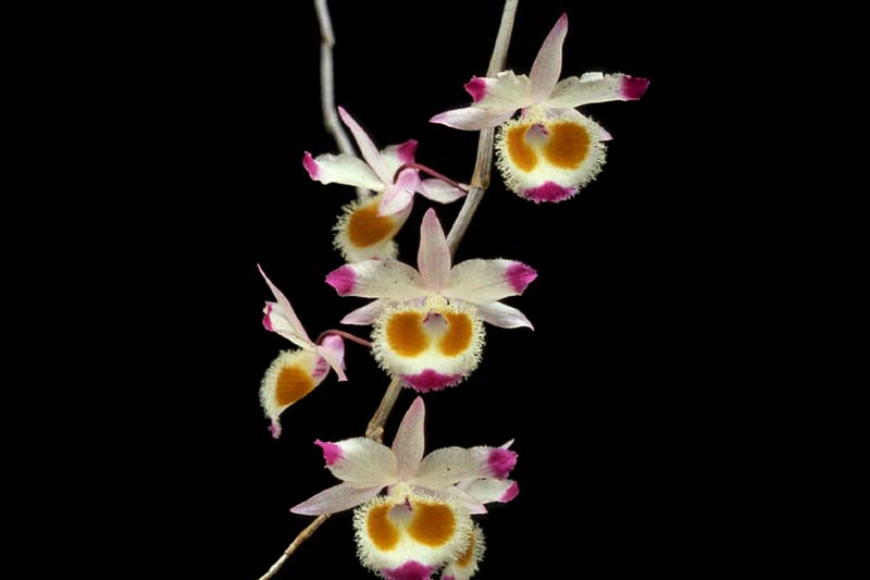 dendrobium_devonianum2_cd