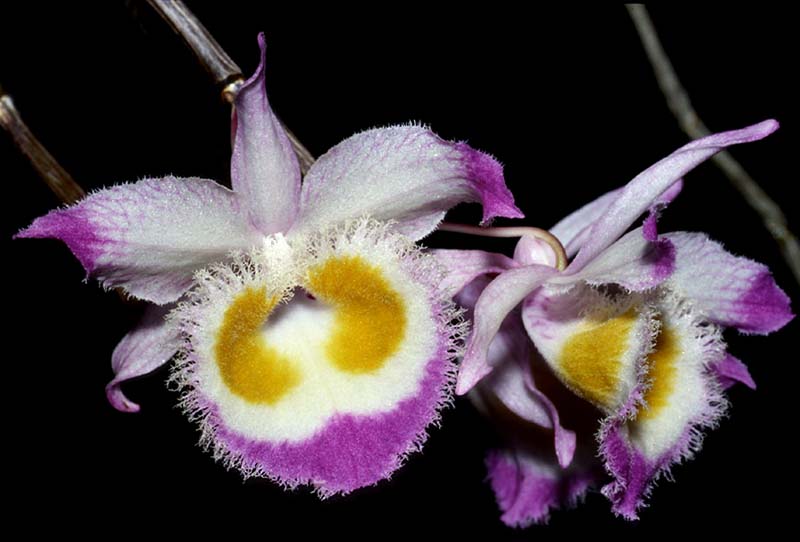 dendrobium_devonianum_blüte_cd