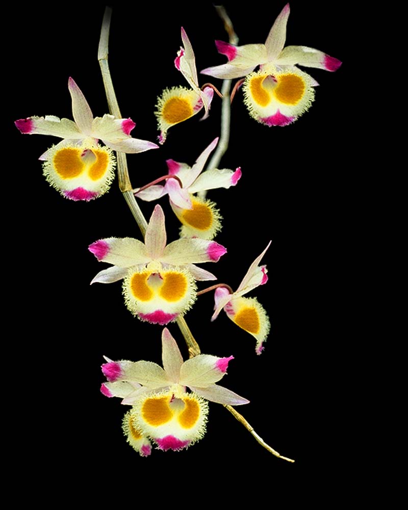 dendrobium_devonianum_cd