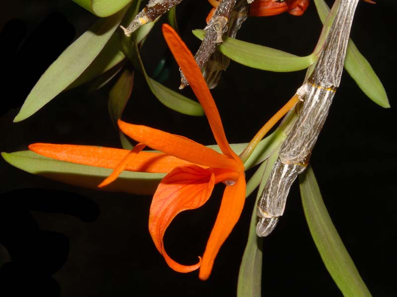 dendrobium_dickasonii2_ws_cd