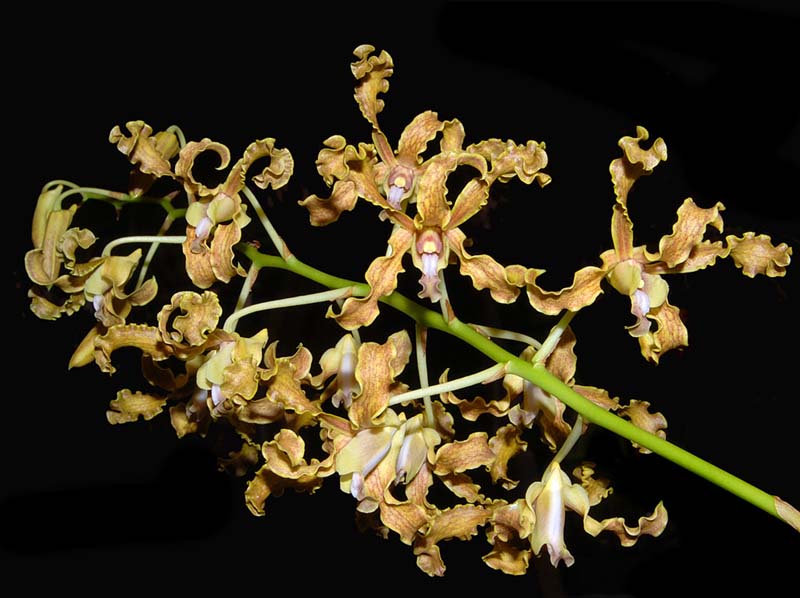 dendrobium_discolor_ws_cd