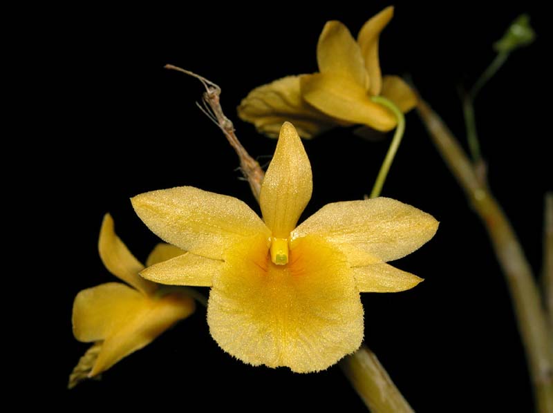 dendrobium_dixanthum2_cd