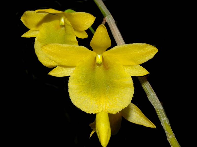 dendrobium_dixanthum_ws_cd