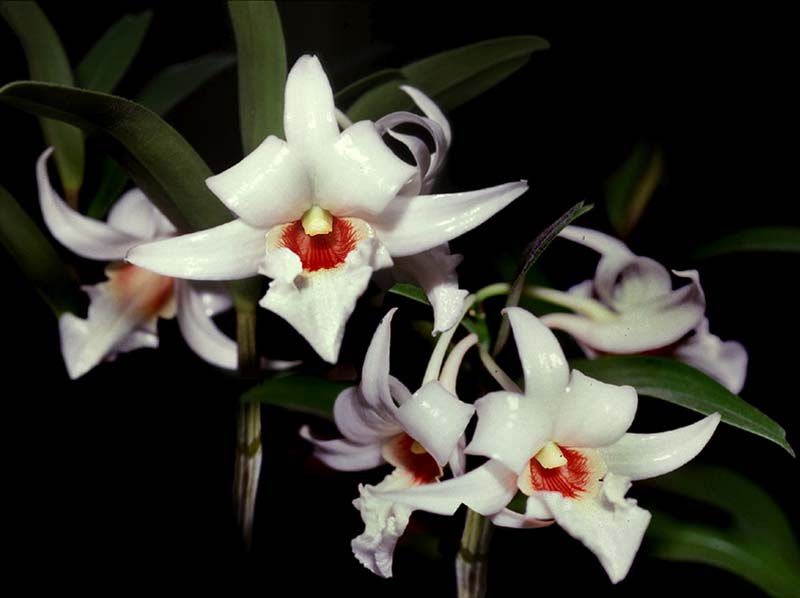 dendrobium_draconis2_cd