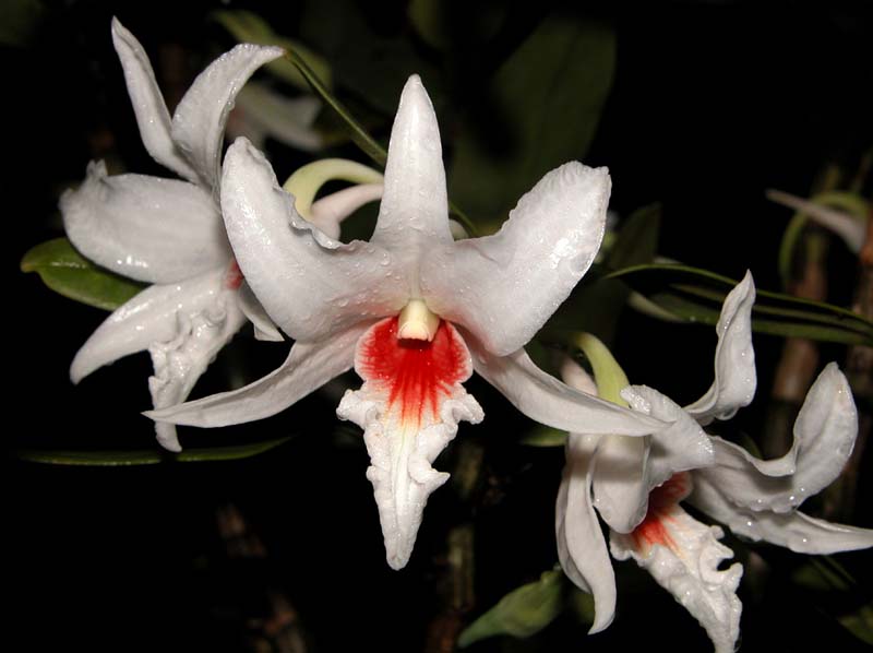 dendrobium_draconis3_cd