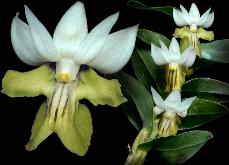 dendrobium_ellipsophyllum_cd