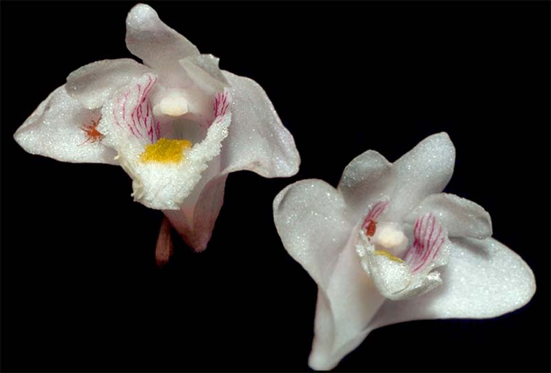 dendrobium_equitans_cd