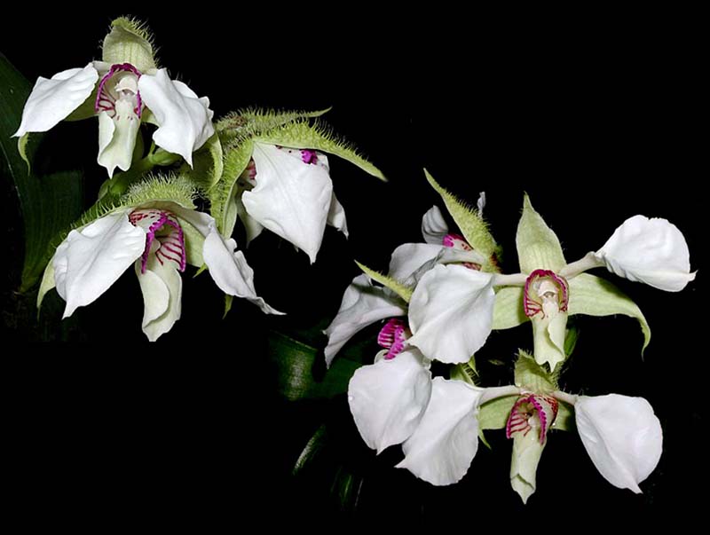 dendrobium_eximium_cd