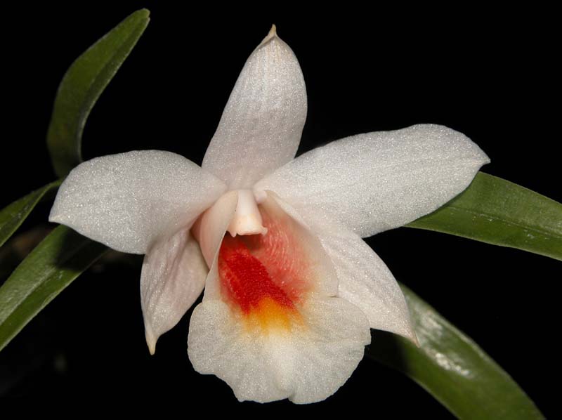 dendrobium_fürstenbergianum2_cd