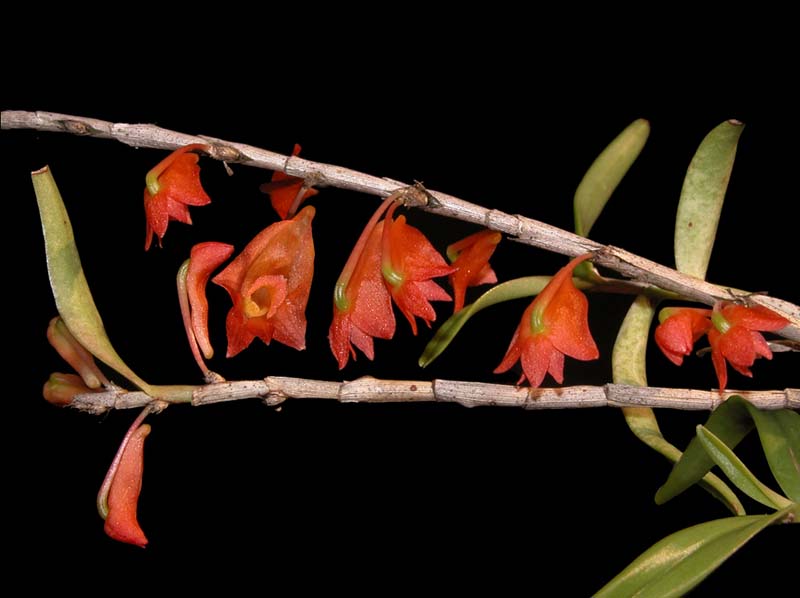 dendrobium_falciferum_ws_cd