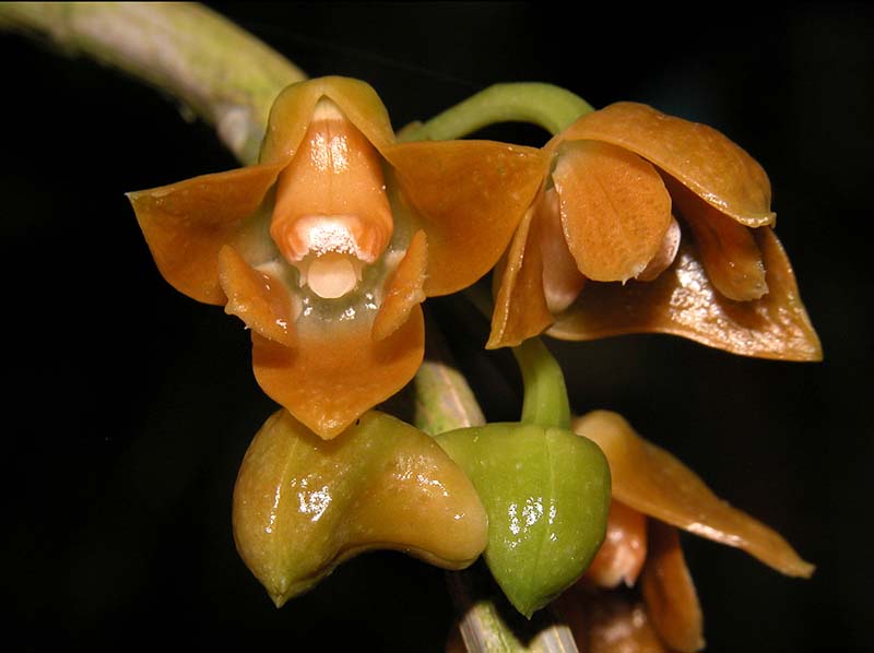 dendrobium_farinatum2_cd