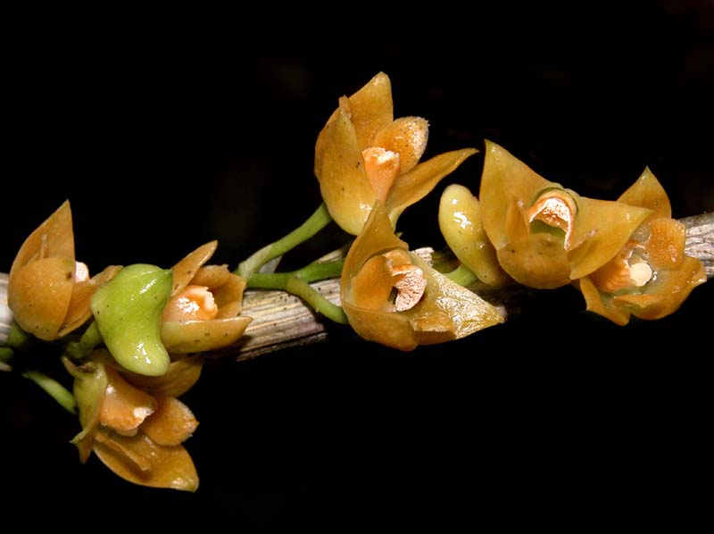 dendrobium_farinatum3_cd