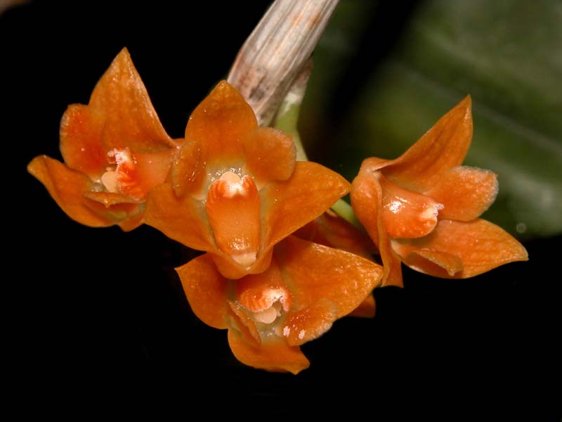 dendrobium_farinatum_cd