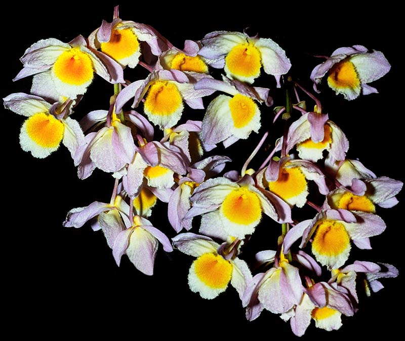 dendrobium_farmeri_cd