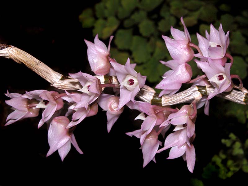 dendrobium_faulhaberianum_cd